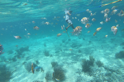 Cancun: Whake Shark Sightseeing, visit Isla Mujeres & Contoy