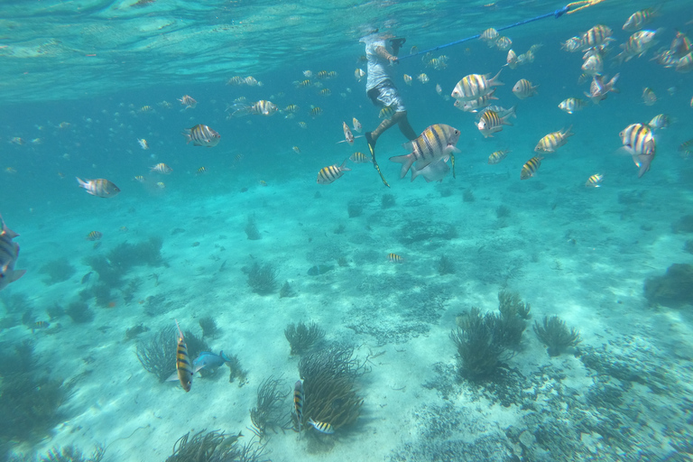Cancun: Whake Shark Sightseeing, visit Isla Mujeres & Contoy