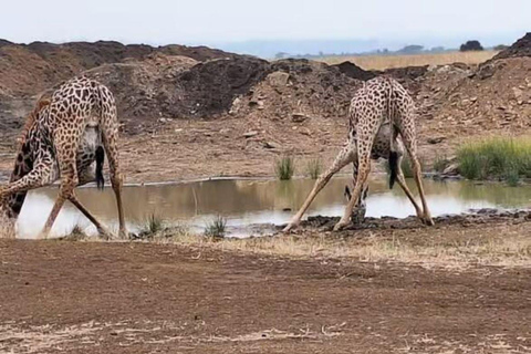 2 days 1 night saltlick safari from Diani/Mombasa.