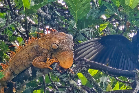 From SanJosé: 3-Day Tortuguero National Park Tour with Meals