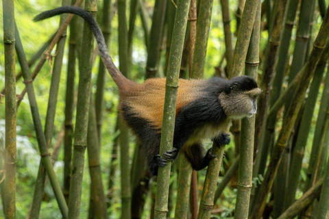 4 Day Primates Trekking in Rwanda