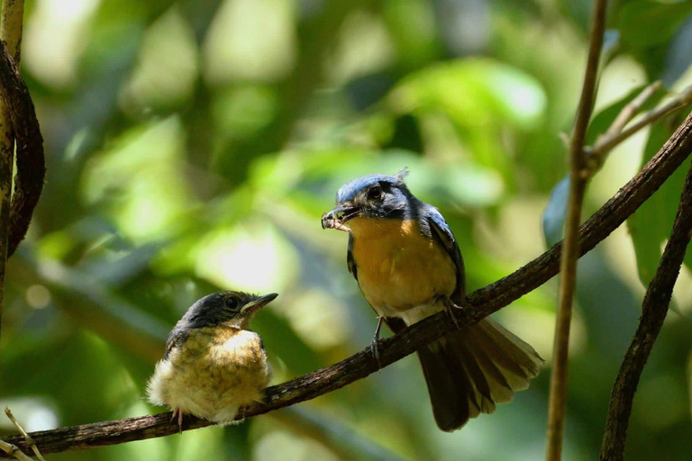 Colombo: Kithulgala Rainforest Birdwatching Tour & Lunch Colombo: Kithulgala Birdwatching Group Tour & Lunch