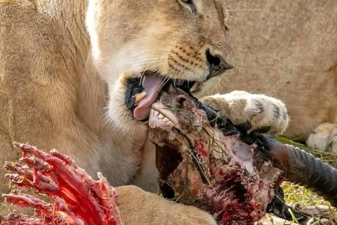 Från Zanzibar 3 nätter &amp; 1 dag MIKUMI &amp; Udzungwa mountain 4 dagar