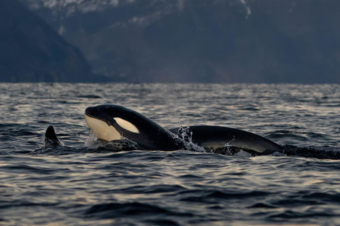 特罗姆瑟：斯凯尔沃伊驾驶舱观鲸之旅特罗姆瑟：斯凯尔沃伊驾驶室船观鲸之旅