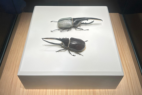 Shanghai Natural History Museum Admission Ticket