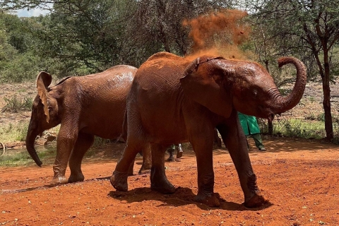 Au départ de Nairobi : Excursion d'une demi-journée au David Sheldrick Elephant Trust