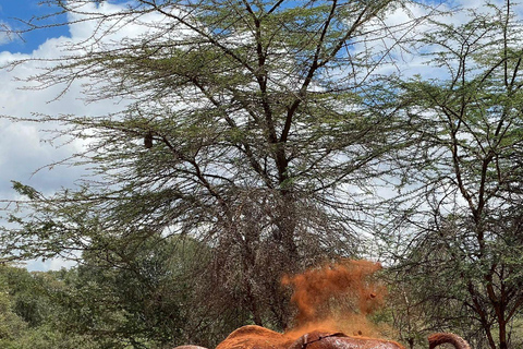 Au départ de Nairobi : Excursion d'une demi-journée au David Sheldrick Elephant Trust