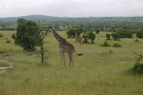 3-Day 2-Nights Maasai Mara Big 5 Safari All Inclusive
