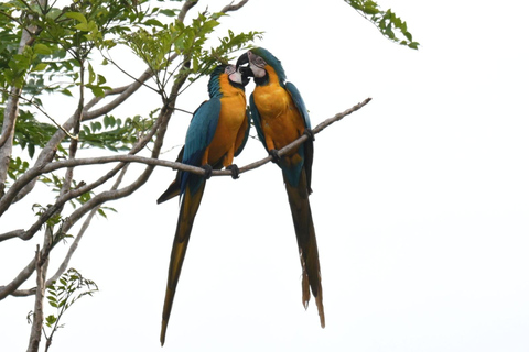 From Cusco: Manu Park 3-day ecotourism and adventure From Cusco: Manu Park 3-day ecotourism and adventure