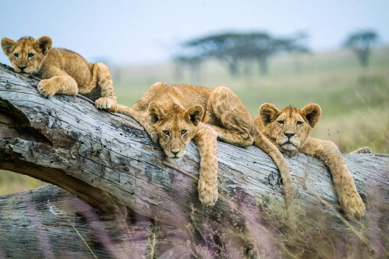 阿鲁沙：4日中档住宿游猎之旅阿鲁沙：4天中档住宿游猎之旅