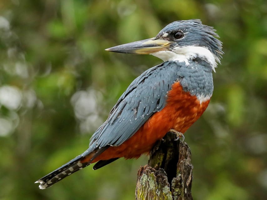 Carara National Park: Guided Walk Carara Costa Rica Nature | GetYourGuide