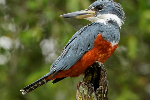 Parque Nacional de Carara: Melhor Tour Parque Nacional de Carara - Um dia