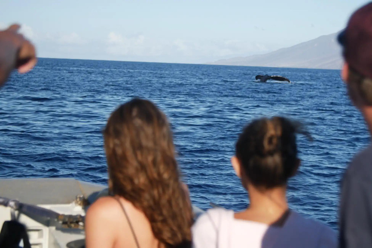 Winona Whale Watching Cruise - Maalaea Harbor