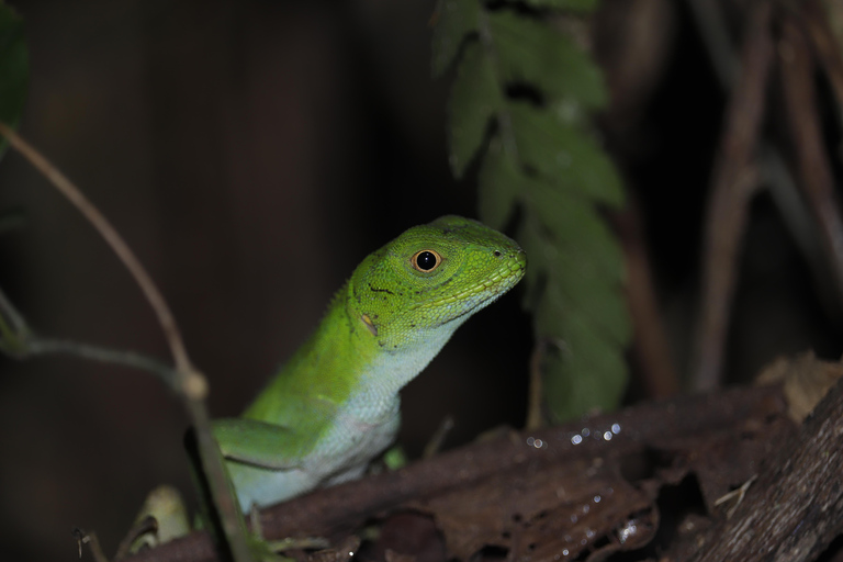 San Paolo: Escursione nella foresta atlantica con un biologoSan Paolo: Escursione di un giorno nella foresta atlantica con un biologo