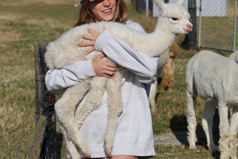 From Christchurch: Alpaca Farm Tour with Feeding and Guide