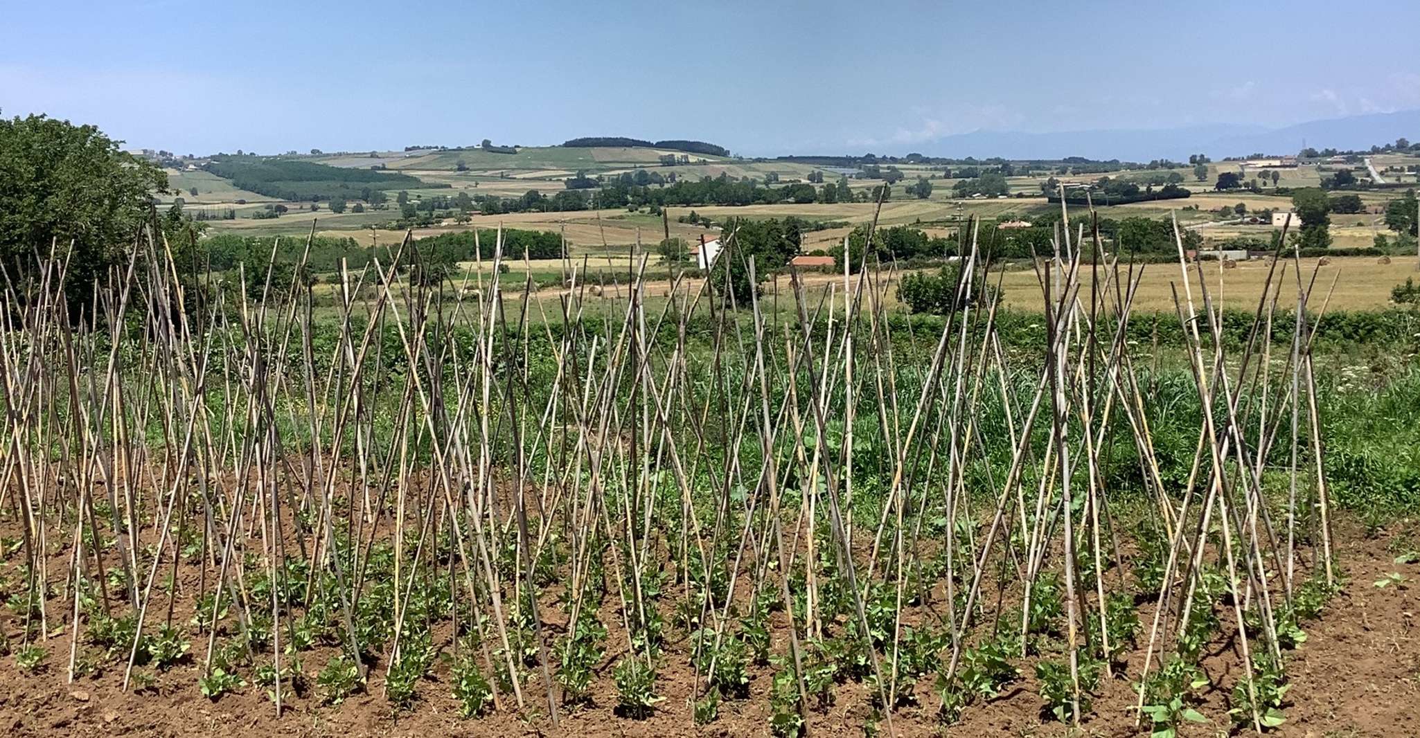 Farm-to-table Food Experience - Hizvo