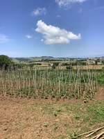Esperienza alimentare da azienda a tavola - Hizvo