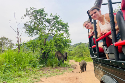 Minneriya National Park: Elephant Watching Safari with Guide Minneriya National Park: Sunrise Elephant Safari with Guide