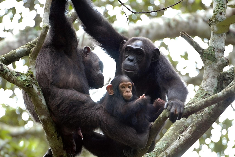 乌干达：3 天布温迪大猩猩和基巴莱黑猩猩徒步之旅乌干达：布温迪大猩猩和基巴莱黑猩猩徒步之旅（3 天）