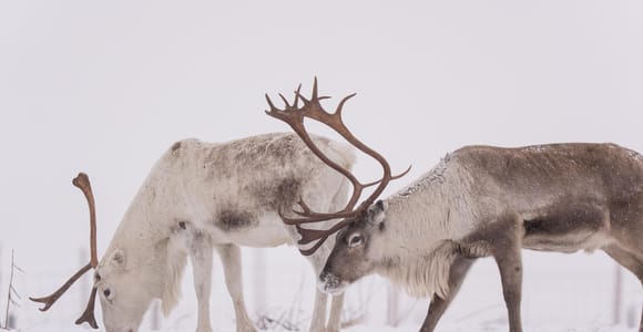 Abisko: Sami Reindeer Experience with Snowshoeing & Snacks