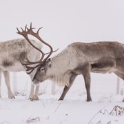 Abisko: Sami Reindeer Experience with Snowshoeing & Snacks
