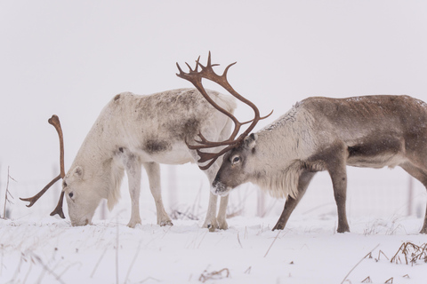 Abisko: Sami Reindeer Experience with Snowshoeing & Snacks