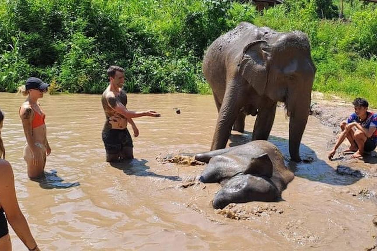 Chiang Mai: Santuario degli elefanti Custodi locali della tribù delle colline