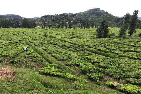 Lake Kivu Cruise, Coffee Tour, and Cooking Class