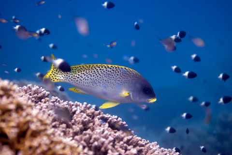 Zanzibar: Chumbe Island Day Trip incl. guided snorkelling