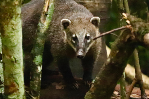 San Paolo: Escursione nella foresta atlantica con un biologoSan Paolo: Escursione di un giorno nella foresta atlantica con un biologo
