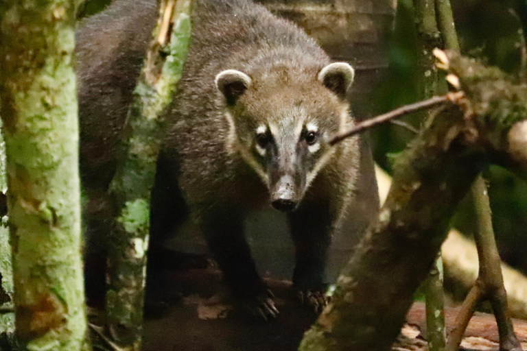San Paolo: Escursione nella foresta atlantica con un biologoSan Paolo: Escursione di un giorno nella foresta atlantica con un biologo