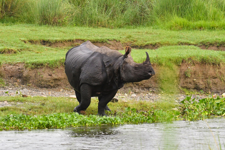 3 Nights 4 Days Chitwan National Park Tours