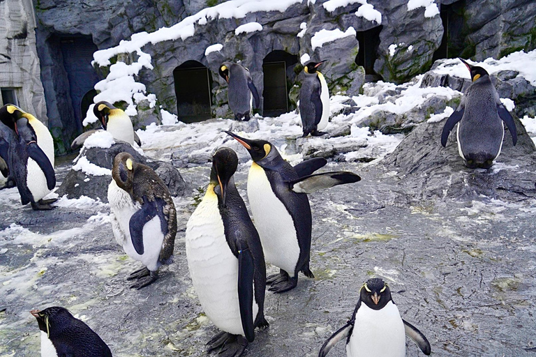 Hokkaido: Zoo Asahiyama, Biei i wycieczka po tarasie Ningle7:45 Spotkanie na parkingu dla autobusów przy północnym wyjściu ze stacji JR Sapporo