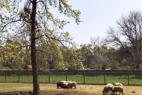 Santiago: Cousiño Macul Vineyard Premium Tasting Tour