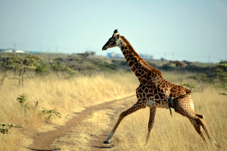 Nairobi National Park Tour (alla inträdesavgifter till parken ingår)