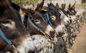 From Paphos and Limassol: Donkey Safari and Traditions