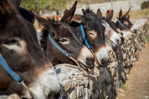 Paphos/Limassol: Excursión de un día a una granja de burros con comida y degustacionesServicio de recogida en Pafos y Chlorakas