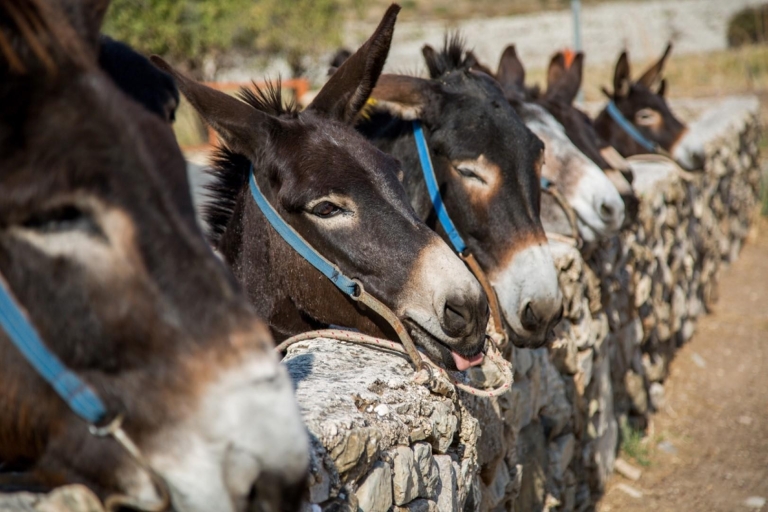 Paphos/Limassol: Excursión de un día a una granja de burros con comida y degustacionesServicio de recogida en Agios Tychon, Limassol y Mesa Geitonia