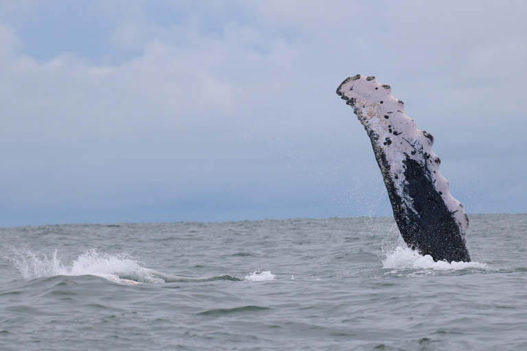 Cali: Whale Watching Tour with Breakfast and Lunch