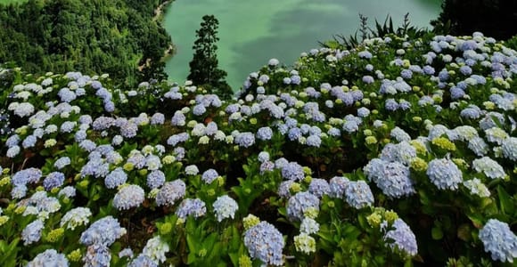 São Miguel: Sete Cidades & Lagoa do Fogo Tour with Lunch