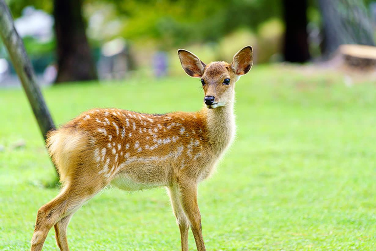 Osaka & Nara: Must-see Spots Full Day Tour with Hotel Pickup