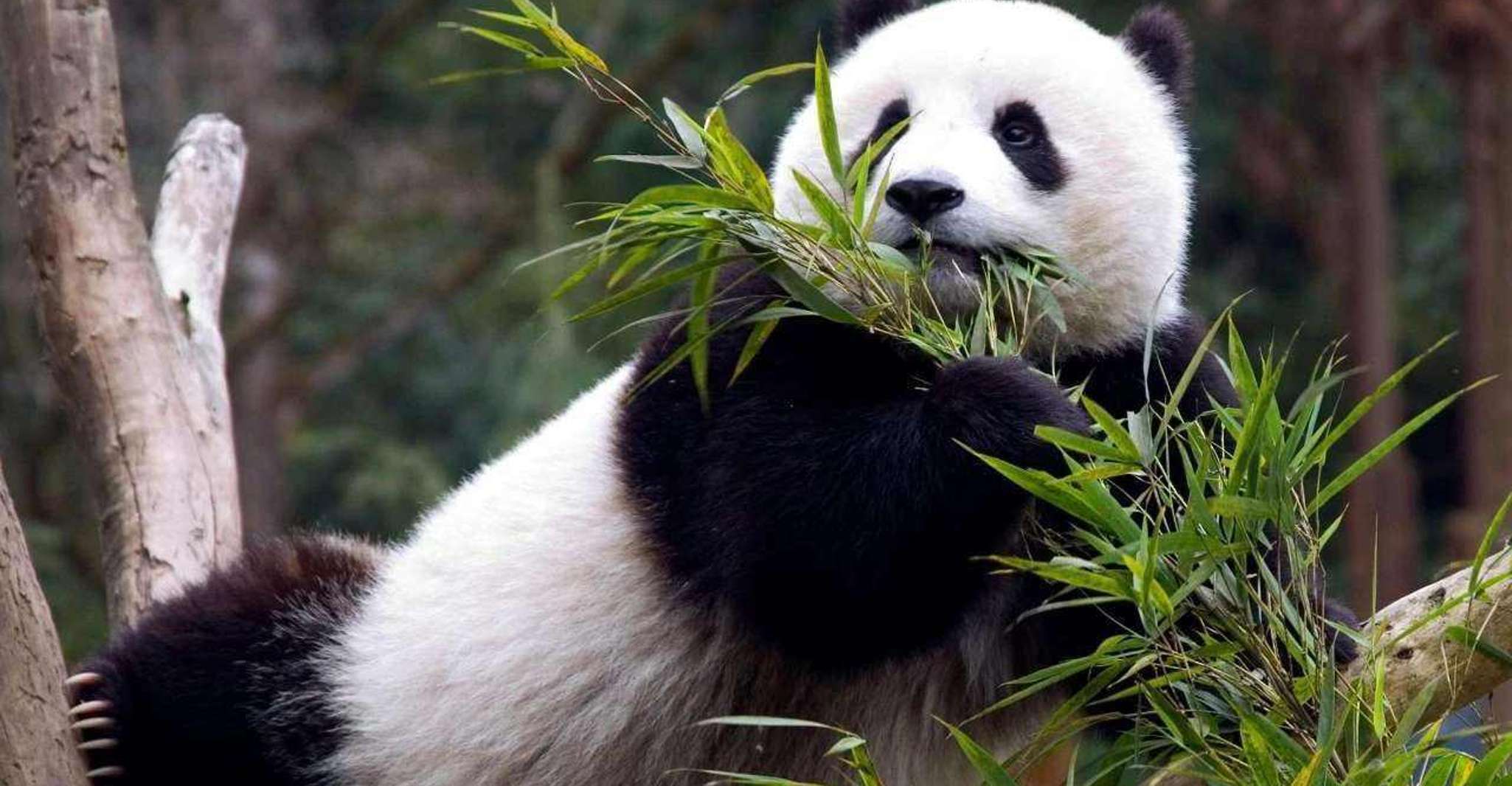 Chengdu Panda Breeding Center tour option panda keeper - Housity