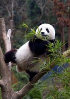 Chengdu Panda Breeding Center tour option panda keeper - Housity