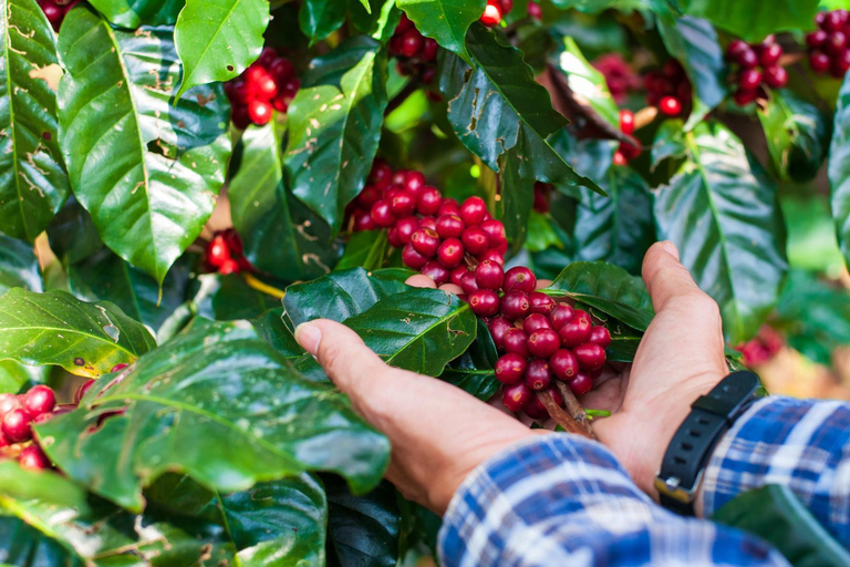 Banyuwangi: Ijen Volcano Trek & Coffee Plantation Tour