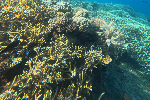 Labuan Bajo: Day Trip Snorkeling with Manta Rays and Turtles