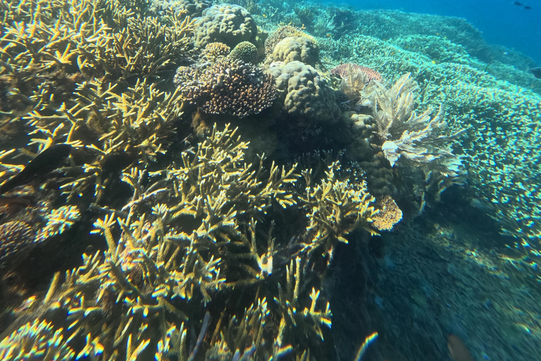 Labuan Bajo: Day Trip Snorkeling with Manta Rays and Turtles