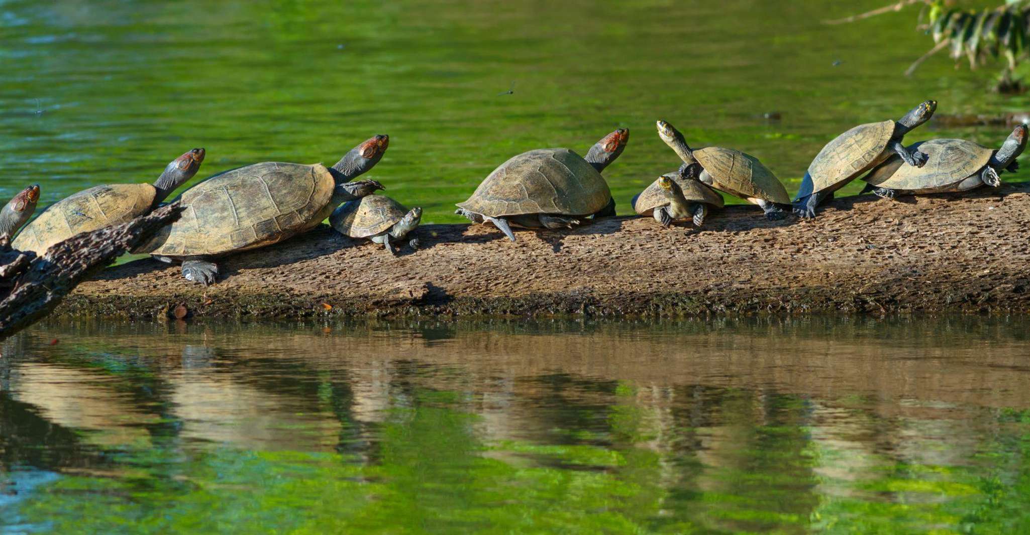 Tambopata National Reserve Tour 3 Days - Housity