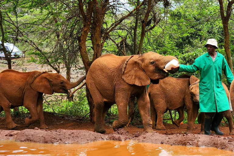 Elephant Orphanage Trust and Bomas of Kenya Tour