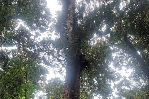 Volcan Barva Heredia Travel and Walk