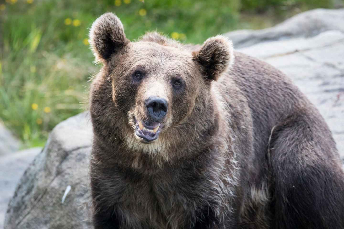 Rovaniemi: Ranua Wildlife Park Day Trip